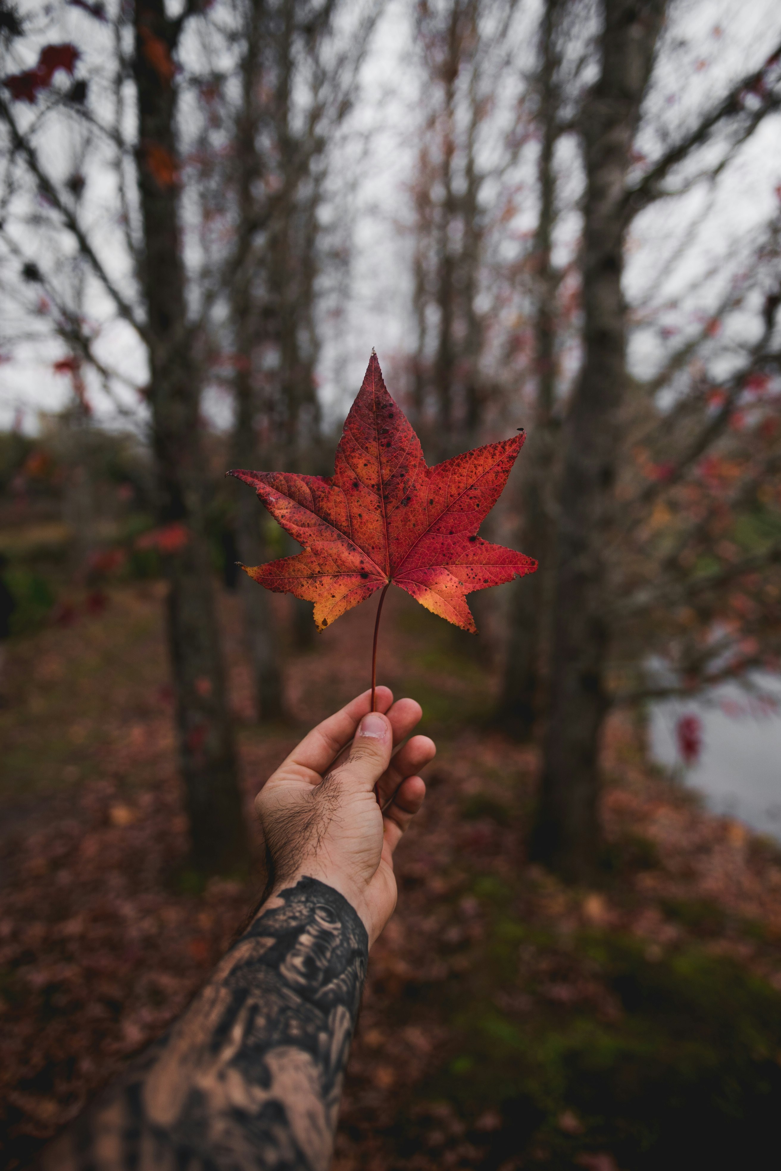 person holding maple leaf